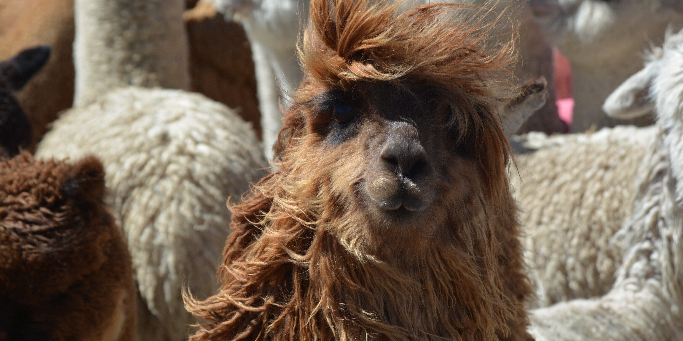 Die Heimat der Alpakas