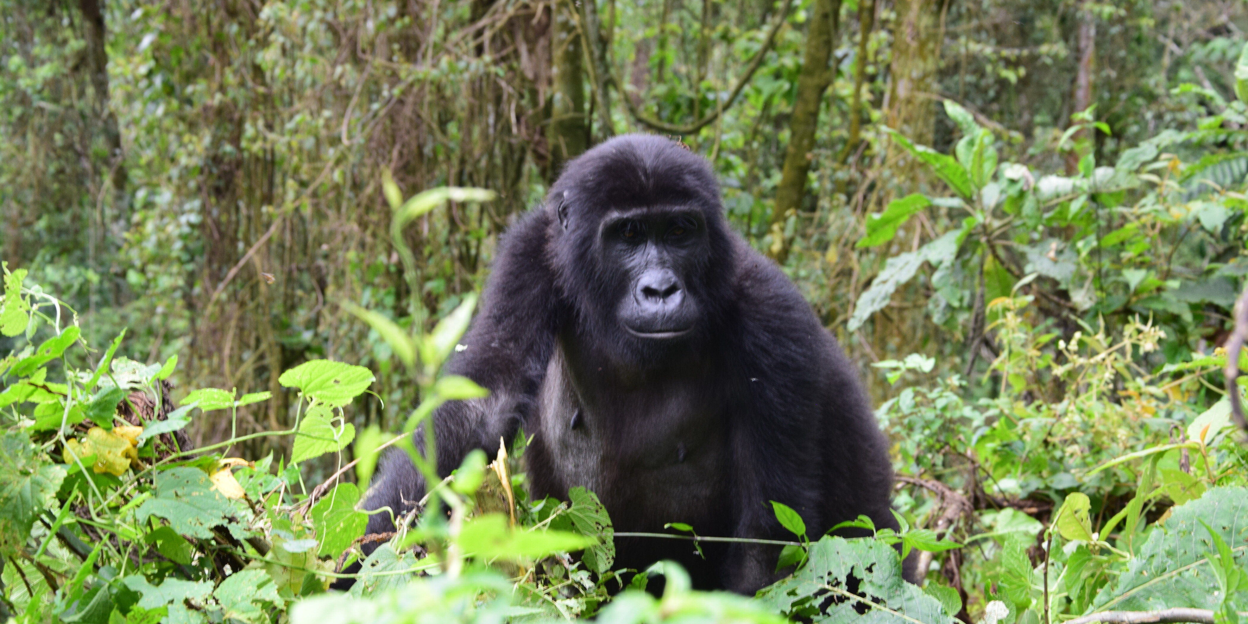 Uganda: Von Gorillas & Wasserfällen